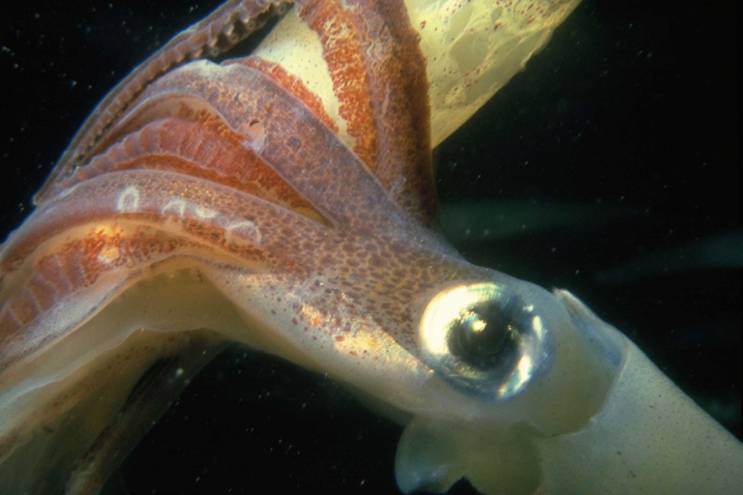 calamaro gigante