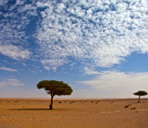 alberi_africa