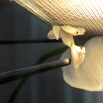 mantide_orchidea